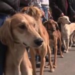 Kazakhstan Hunters try to save rare Tazy dog breed