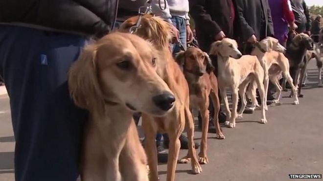 Kazakhstan Hunters try to save rare Tazy dog breed