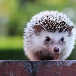 hedgehog