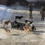 Animal Control in Kazakhstan