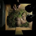 Tortoises