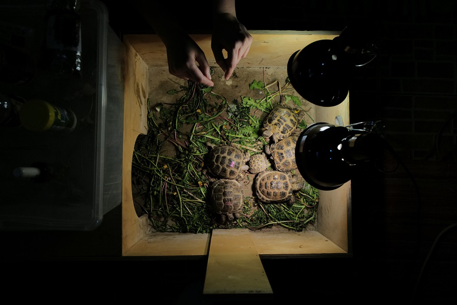 Tortoises